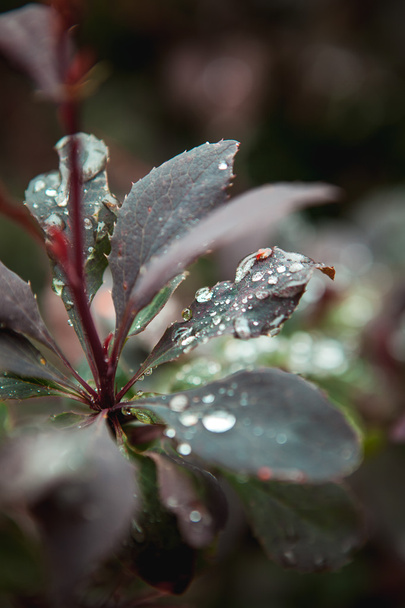 After the rain droplets on bushes - Фото, изображение