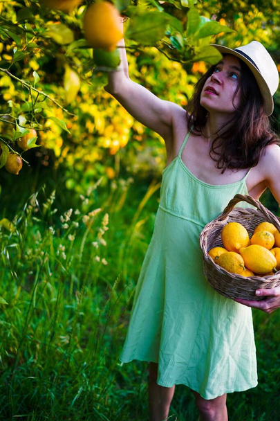 girl recolecting lemons with a green dress and a straw hat - Foto, Imagen