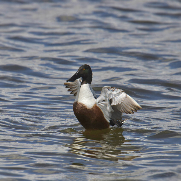 Northern Shoveler (male) (spatula clypeata) coming up out of the water - Photo, Image