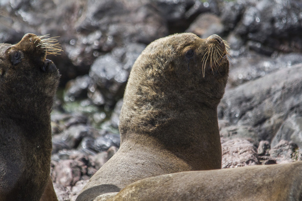 macho león marino sudamericano
 - Foto, Imagen