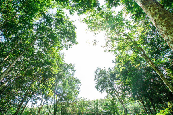 Bosque de árboles de caucho verde con luz solar vista vertical industria agrícola - Foto, imagen