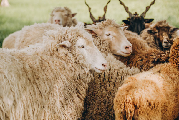 Весной овцы пасутся на лугу рядом с фермой.. - Фото, изображение
