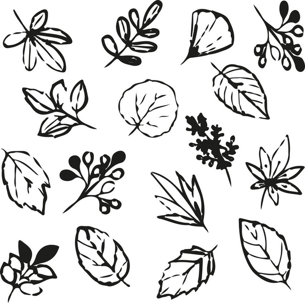 vector set of black and white silhouettes of leaves . hand draw leaf icons - Vektori, kuva