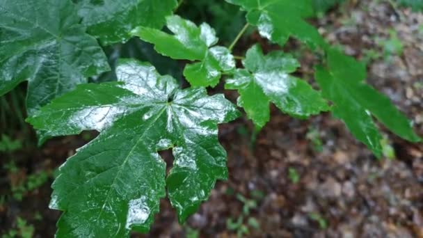 Гілка Acer macrophyllum в дощовому лісі
 - Кадри, відео