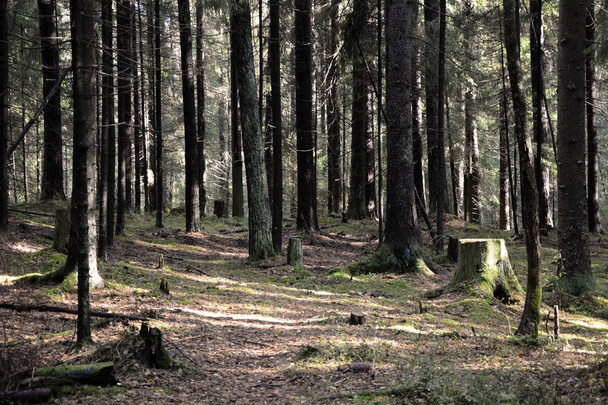 Foresta scura con abeti e pini
 - Foto, immagini