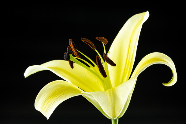 żółty lilia kwiat na czarnym tle - Zdjęcie, obraz