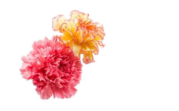 Hermosas flores de clavel
 - Foto, imagen
