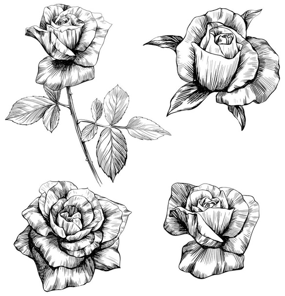 Róża kwiaty szkic izolat na białym. Ręcznie rysowany zestaw kolekcji. - Wektor, obraz