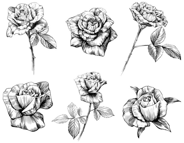 Esbozo de flores de rosa aislado en blanco. Colección de conjunto dibujado a mano. - Vector, imagen