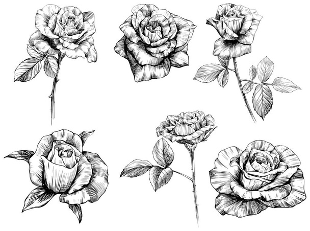 Τριαντάφυλλο λουλούδια σκίτσο απομονώσει σε λευκό. Συλλογή χειροποίητων σετ. - Διάνυσμα, εικόνα