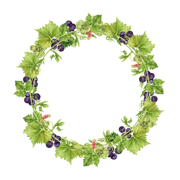 Round frame with green and purple grapes and leaves. Watercolor hand drawn illustration perfect for cards, invitations and other designs - Photo, Image