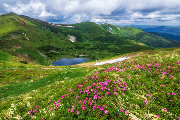 Λίμνη Nesamovyte στην Ουκρανία. Λουλούδια Ροδόδενδρου στα Καρπάθια. Ορεινή λίμνη. - Φωτογραφία, εικόνα