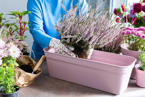 Une femme transplante de la bruyère commune ou de l'erica dans un pot, plante des fleurs d'automne dans des pots, décore un balcon ou une terrasse en automne - Photo, image