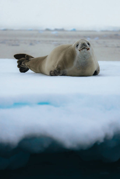 Crabeater seal, lobodon carcinophaga, in Antarctica resting on drifting pack ice or icefloe between blue icebergs. Global warming and climate change concept. Freezing sea water landscape in the - Фото, изображение