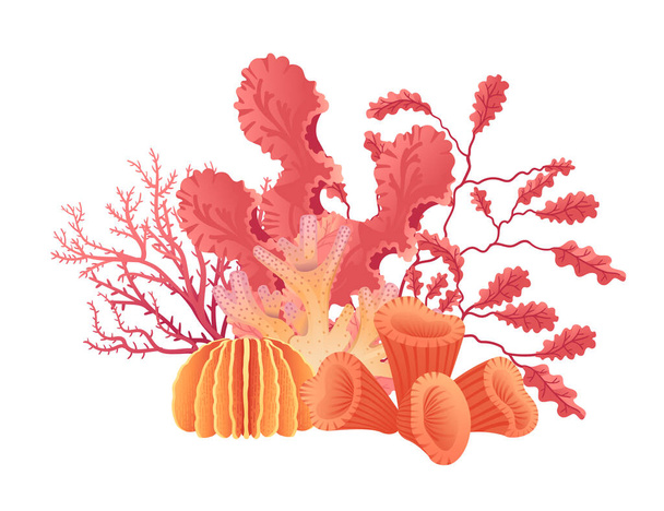 Planten en aquatische zeewier vector illustratie geïsoleerd op witte achtergrond. - Vector, afbeelding