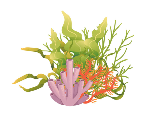 Plantas e ilustración vectorial de algas marinas acuáticas aisladas sobre fondo blanco. - Vector, imagen
