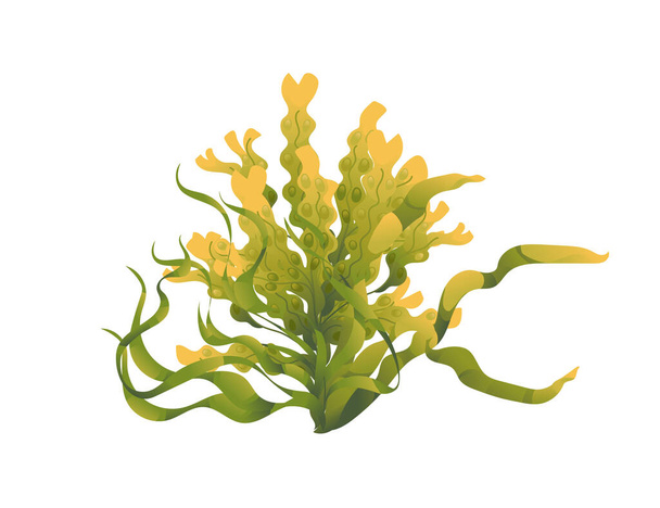 Ilustração do vetor de algas marinhas aquáticas e plantas isoladas sobre fundo branco. - Vetor, Imagem