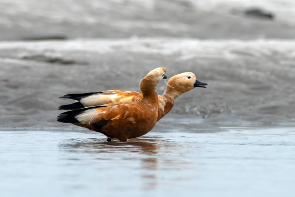 Ruddy shelduck (Tadorna ferruginea), known in India as the Brahminy duck, observed in Gajoldaba in Weset Bengal, India - Photo, Image