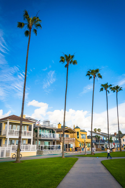 Path, palm trees and houses in Newport Beach, California. - Fotoğraf, Görsel