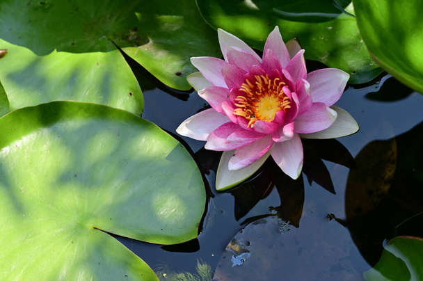 красивый цветущий лотос растет в пруду в летний день  - Фото, изображение
