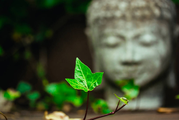 Grey stone statue head face of Buddha as symbol of harmony, Buddhism religion. Place for meditation in asian garden among green leaves vertical photo. Old antique statue, Bhagwan or Lord Goutam Buddha - 写真・画像