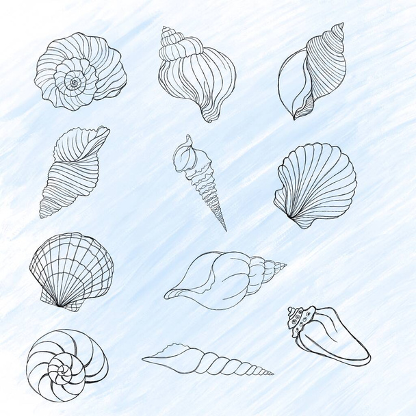 青い水彩の背景に貝殻のラインアートイラスト。貝の入れ墨のアイデア。白地に孤立した海図を手描き - 写真・画像