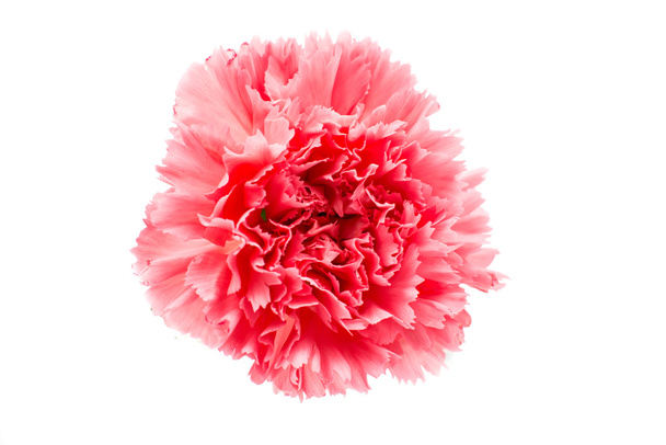 mooie carnation bloem - Foto, afbeelding