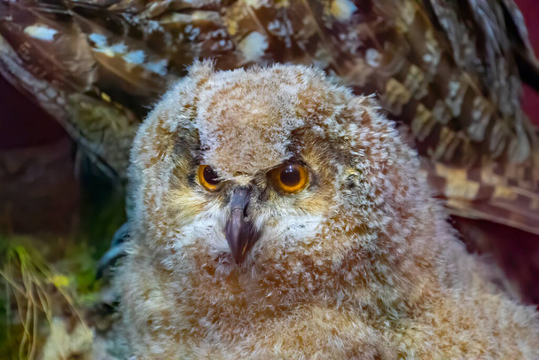 A large stuffed owl. Brown dummy owl home decoration. The study of bird species - Fotoğraf, Görsel