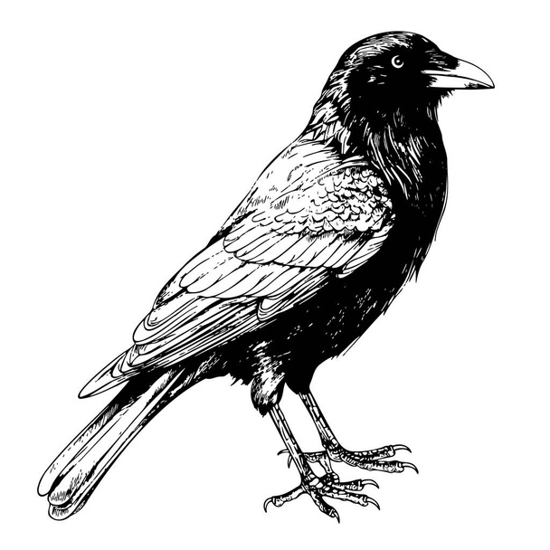 Preto corvo esboço mão desenhada em doodle estilo ilustração Desenhos animados - Vetor, Imagem