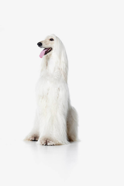 Image of beautiful, smart, purebred Afghan Hound dog calmly sitting and smiling against white studio background. Concept of animal, dog life, care, beauty, vet, domestic pet. Copy space for ad - Zdjęcie, obraz