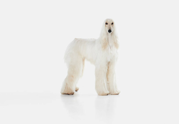Image of purebred, beautiful Afghan Hound dog standing and attentively looking against white studio background. Concept of animal, dog life, care, beauty, vet, domestic pet. Copy space for ad - Foto, immagini
