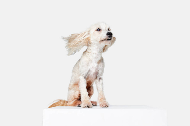 Wind blowing. Image of funny, beautiful, purebred Chinese Crested Dog sitting against white studio background. Concept of animal, dog life, care, beauty, vet, domestic pet. Copy space for ad - Фото, изображение