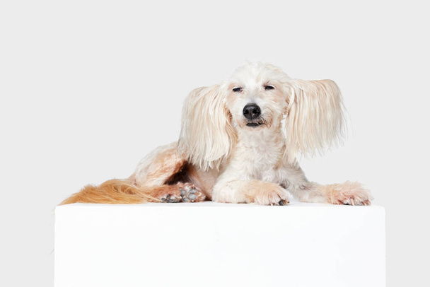 Image of cute, beautiful, purebred Chinese Crested Dog calmly lying against white studio background. Concept of animal, dog life, care, beauty, vet, domestic pet. Copy space for ad - Фото, зображення