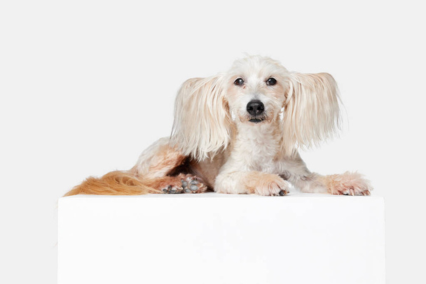 Image of cute, beautiful, purebred Chinese Crested Dog calmly lying against white studio background. Concept of animal, dog life, care, beauty, vet, domestic pet. Copy space for ad - Foto, Bild