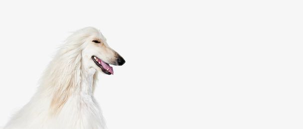 Image of beautiful purered white Afghan Hound dog against white studio background. Concept of animal, dog life, care, beauty, vet, domestic pet. Copy space for ad. Banner - Фото, зображення