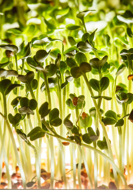 Nutritious green sprouts - Fotoğraf, Görsel