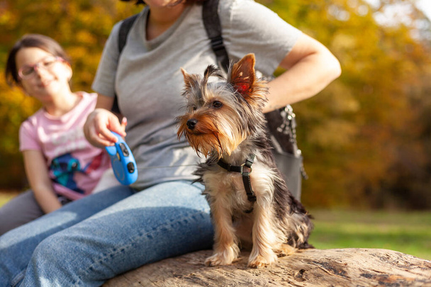 Yorkshire Terrier in passeggiata con sua madre nel parco - Foto, immagini
