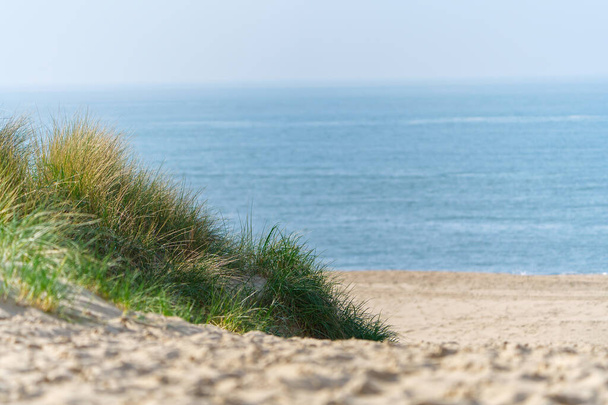 Piaszczyste wydmy z trawą i pustą plażą na holenderskim wybrzeżu. Holandia w dzień zachmurzenia. wydmy lub lesba na holenderskim wybrzeżu Morza Północnego - Zdjęcie, obraz