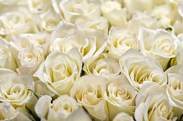 Çiçek açmış güzel bir buket taze gül. Arkaplan ve tasarım için beyaz gül tomurcukları. Eski tarz, kocaman beyaz güller. - Fotoğraf, Görsel