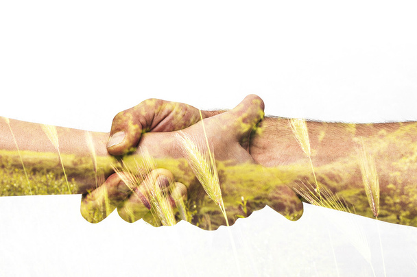 Двойное воздействие пары, держащейся друг за друга и пшеницы
 - Фото, изображение