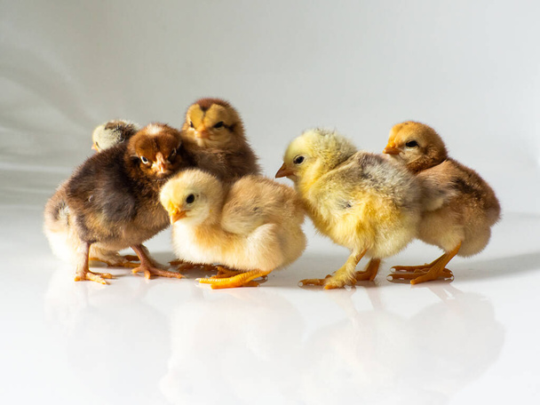 Six small brown and yellow chickens with space for text. Adorable little chicks for design decorative theme. Newborn poultry chicken beak on light background. Easter, farm concept. Selective focus. - Fotó, kép