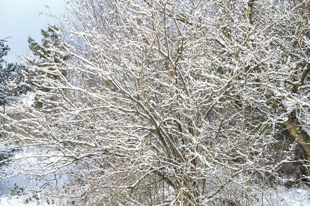 lumen peittämät puut talvella - Valokuva, kuva