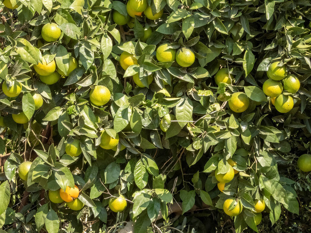 Laranjeira com frutos verdes em um dia ensolarado, close-up - Foto, Imagem