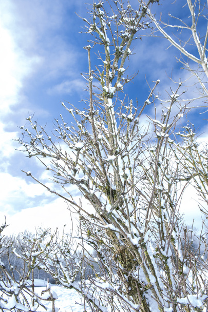 Снігові покриті дерева взимку
 - Фото, зображення