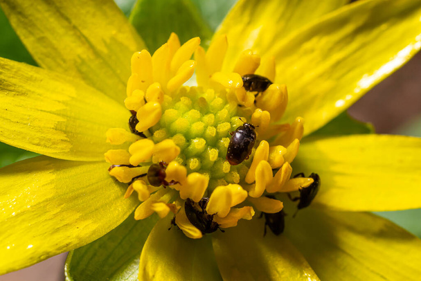 Raiskauskuoriainen, meligethes aeneus pellolla pennikrassi, thlaspi arvense kasvi. Kevään luonto tausta - Valokuva, kuva