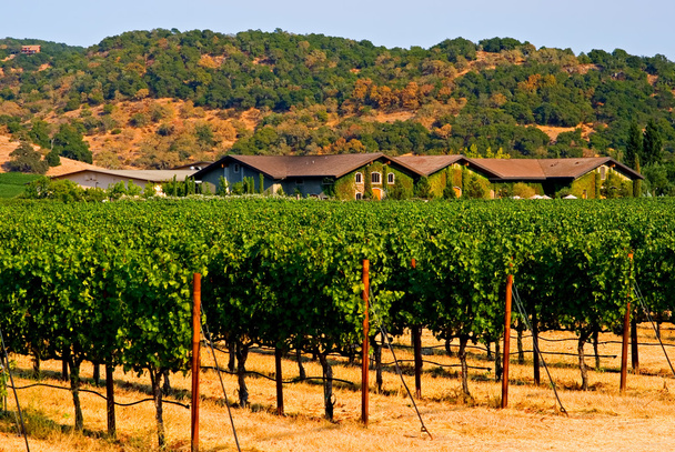 Виноградник долины Напа
 - Фото, изображение