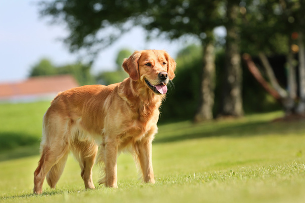 Golden retriever dog - Photo, Image
