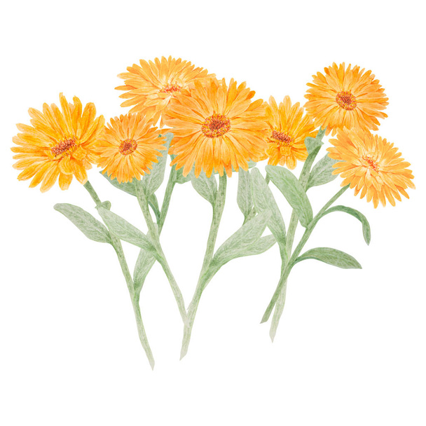 Composition of orange calendula officinalis watercolor hand drawn illustration. Sunny ruddles flower with yellow petals and green leaves for natural herbal medicine, healthy tea, cosmetics and - Foto, Imagem