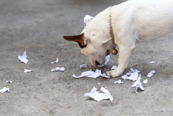 Pes kousající papír hraje na podlaze - Fotografie, Obrázek