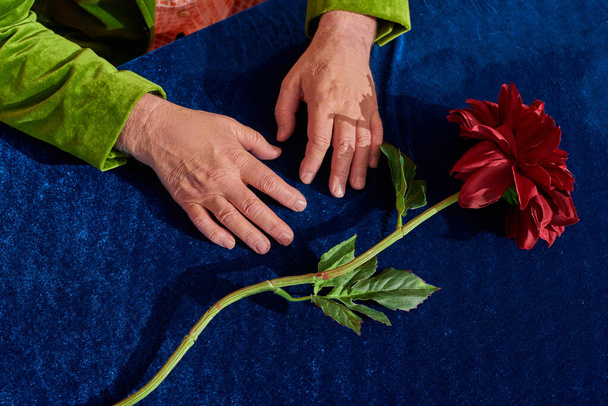 vista parcial del anciano con las manos arrugadas sentadas cerca de la flor de peonía roja y fresca con hojas verdes en la mesa con tela de terciopelo azul, modelo masculino senior, concepto de población envejecida, vista superior - Foto, Imagen